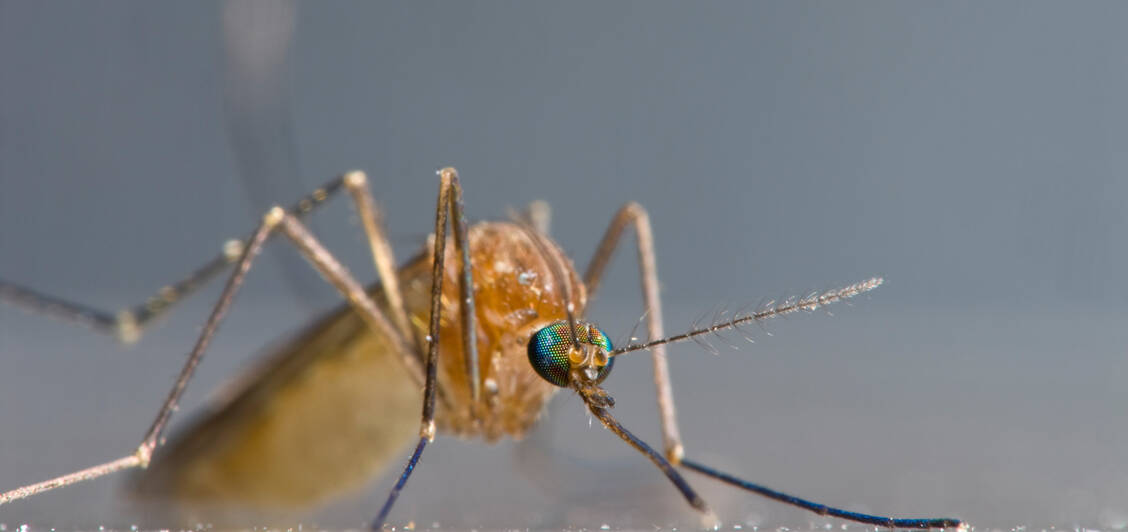 An Vögeln infizierte Mücken können das West-Nil-Virus auf Menschen übertragen. / Foto: Getty Images/Douglas Allen