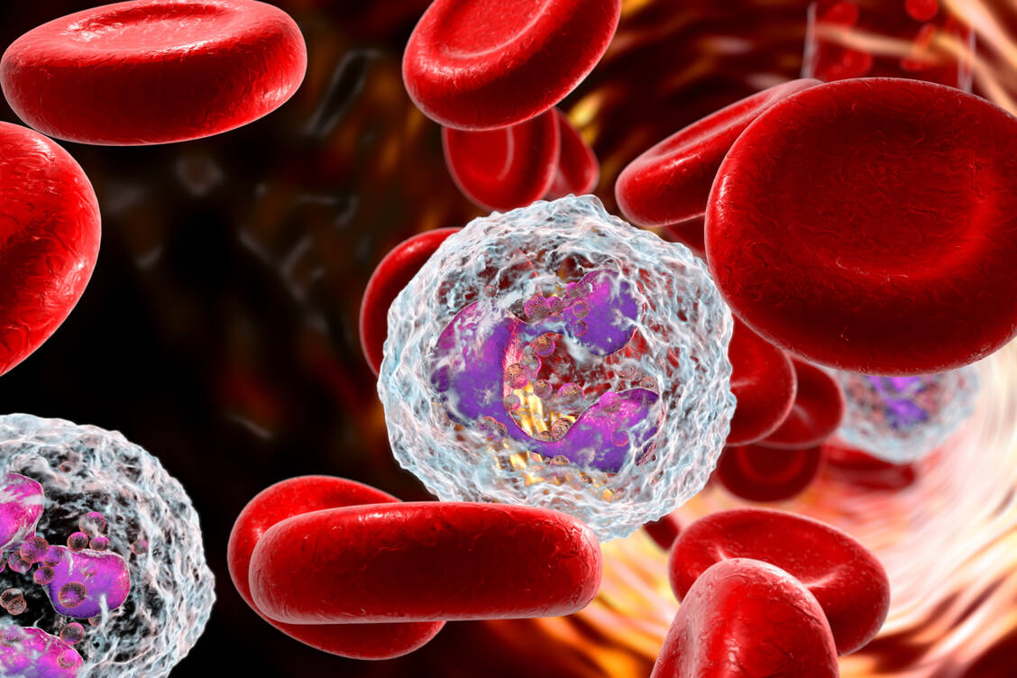 Neutrophile Granulozyten sind als Teil der angeborenen Immunabwehr an der Identifizierung und Zerstörung von Mikroorganismen beteiligt. Wie die aktuelle Studie zeigt, vermitteln sie aber auch Entzündungssignale, die bei Rückenschmerzen eine Rolle spielen. / Foto: Getty Images/Kateryna Kon/Science Photo Library