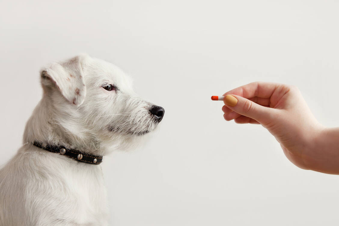 Zukünftig stehen bestimmte Antibiotika für Haus- und Nutztiere aufgrund einer EU-Verordnung nicht mehr zur Verfügung, darunter einige Penicilline und Cephalosporine.  / Foto: Adobe Stock/Liudmyla