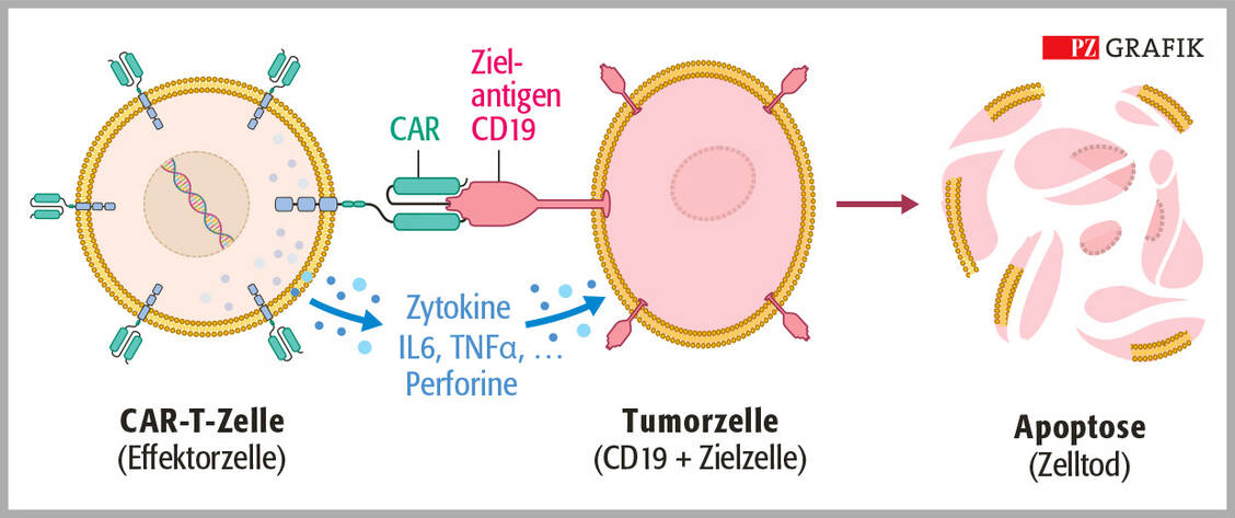 Abbildung 2: Mechanismus: Die CAR-T-Zelle (Effektorzelle) erkennt mithilfe des CAR gezielt die Zellen, die das entsprechend passende Antigen exprimieren, zum Beispiel CD19-positive B-Zellen. Letztlich kommt es zur Apoptose und Nekrose der Zielzellen. Modifiziert nach »CAR T Cell Therapy Mechanism« (2022) / Foto: PZ/Stephan Spitzer