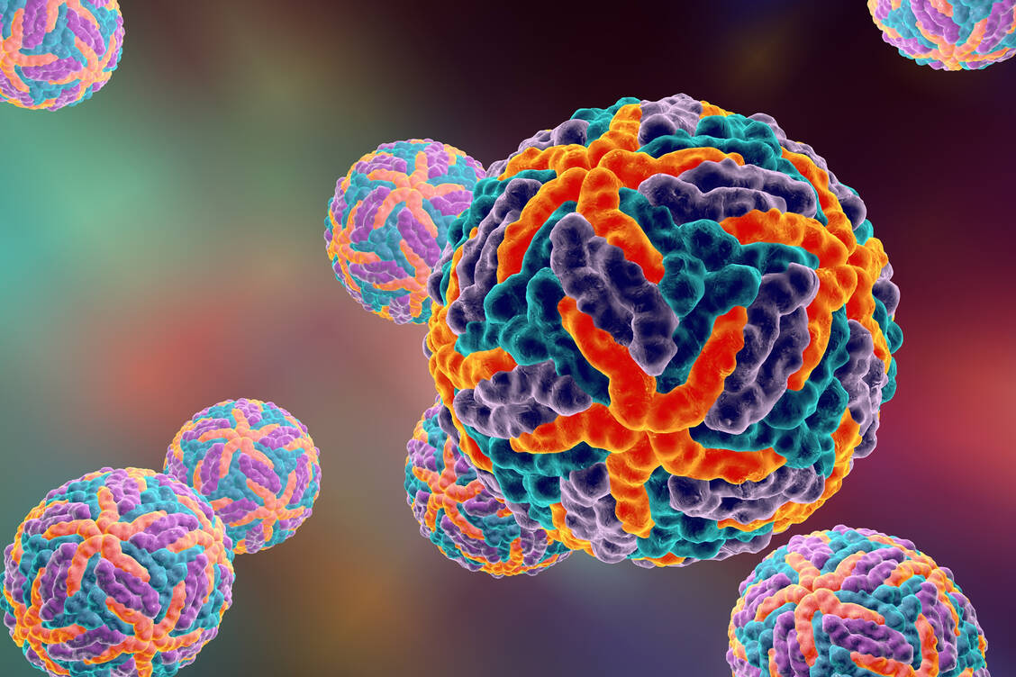 Das runde, behüllte Denguevirus ist eng verwandt mit den Gelbfieber-, FSME- und West-Nil-Viren. / Foto: Adobe Stock/Dr_Microbe