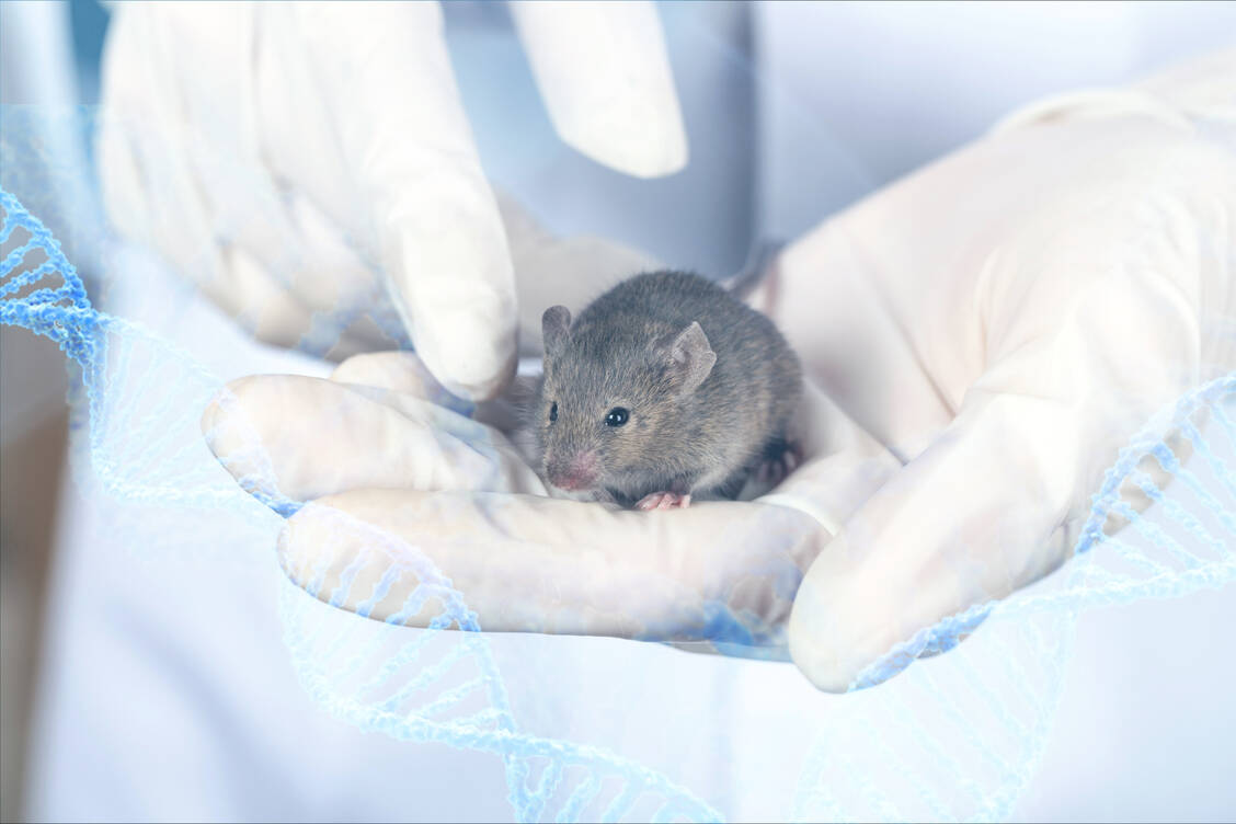 Durch Veränderung großer Genomabschnitte haben Forschende aus New York ein Mausmodell entwickelt, das die menschliche Covid-19-Pathologie besser abbildet als die bisherigen Mausmodelle.  / Foto: Adobe Stock/BillionPhotos.com