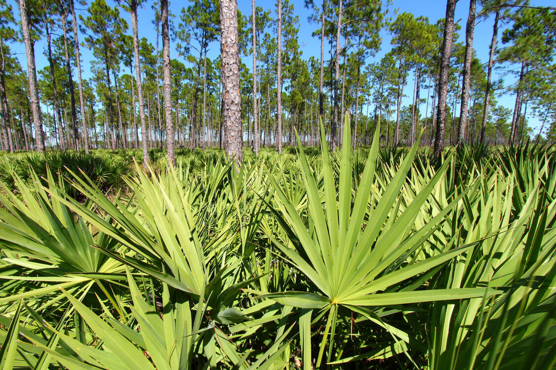 Plantage mit Sägepalmen Serenoa repens (Familie Arecaceae) / Foto: Adobe Stock/Wirepec