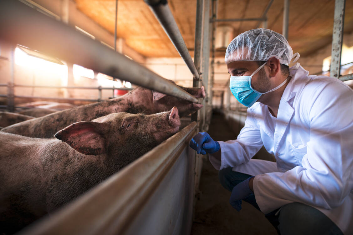 Die Verbrauchsmengen von Antibiotika bei Masttieren wie Schweinen sinken langsam. / Foto: Adobe Stock/littlewolf1989