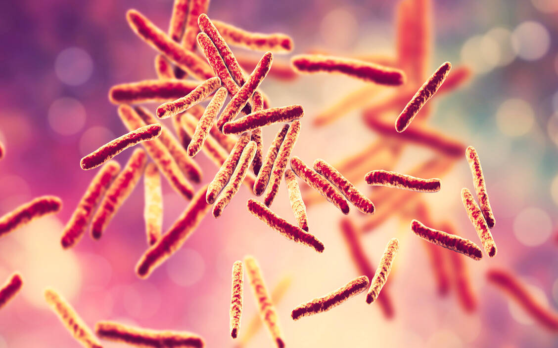 Mycobacterium tuberculosis: Das aerobe, stäbchenförmige Bakterium verursacht etwa 98 Prozent der Tuberkulosefälle. / Foto: Adobe Stock/Dr_Microbe
