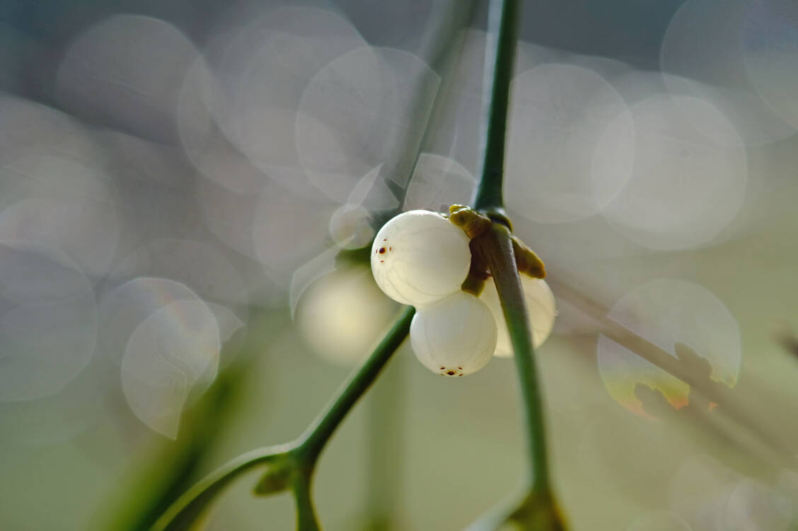 Am Einsatz der Mistel (Viscum album) bei Krebspatienten scheiden sich die Geister. / Foto: Adobe Stock/Dagmar Gärtner
