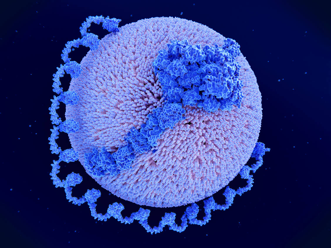 Der Proteinanteil von Lipoprotein(a) besteht aus Apolipoprotein B-100 und Apolipoprotein(a). / © Getty Images/Juan Gaertner/Science Photo Library