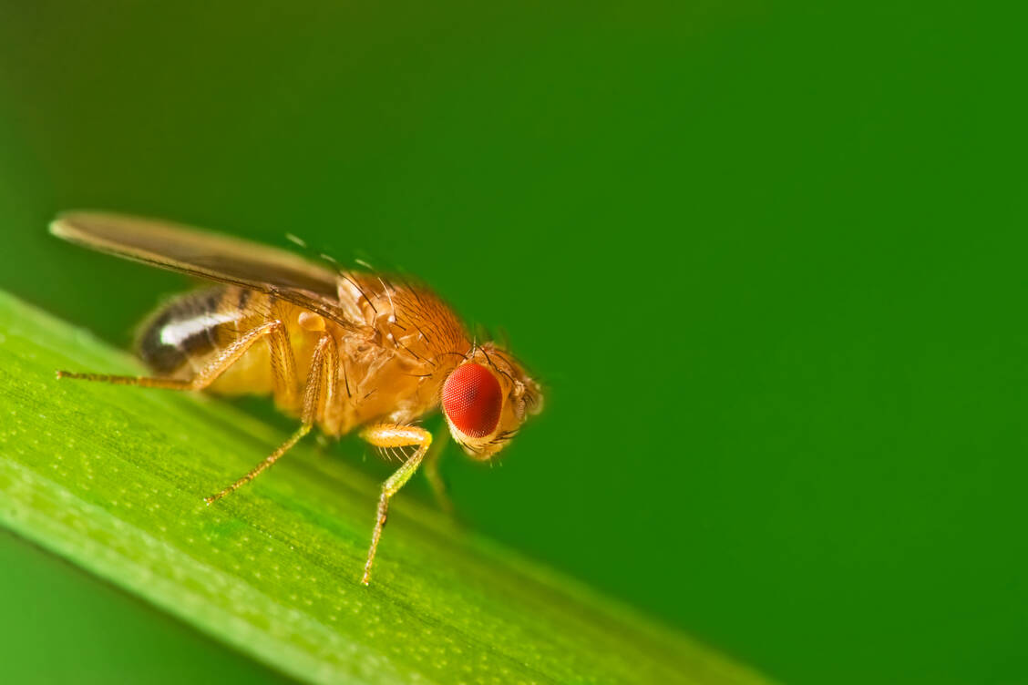 Fruchtfliegen leben nur wenige Wochen. Durch eine Tripletherapie aus Rapamycin, Trametinib und Lithium ließ sich ihre durchschnittliche Lebensspanne von etwa 65 auf 100 Tage ausweiten. / Foto: Getty Images/janeff