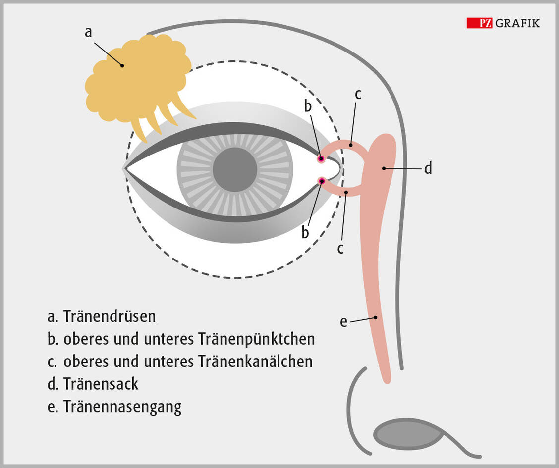 Tränenapparat des Auges / © PZ/Pfeifer