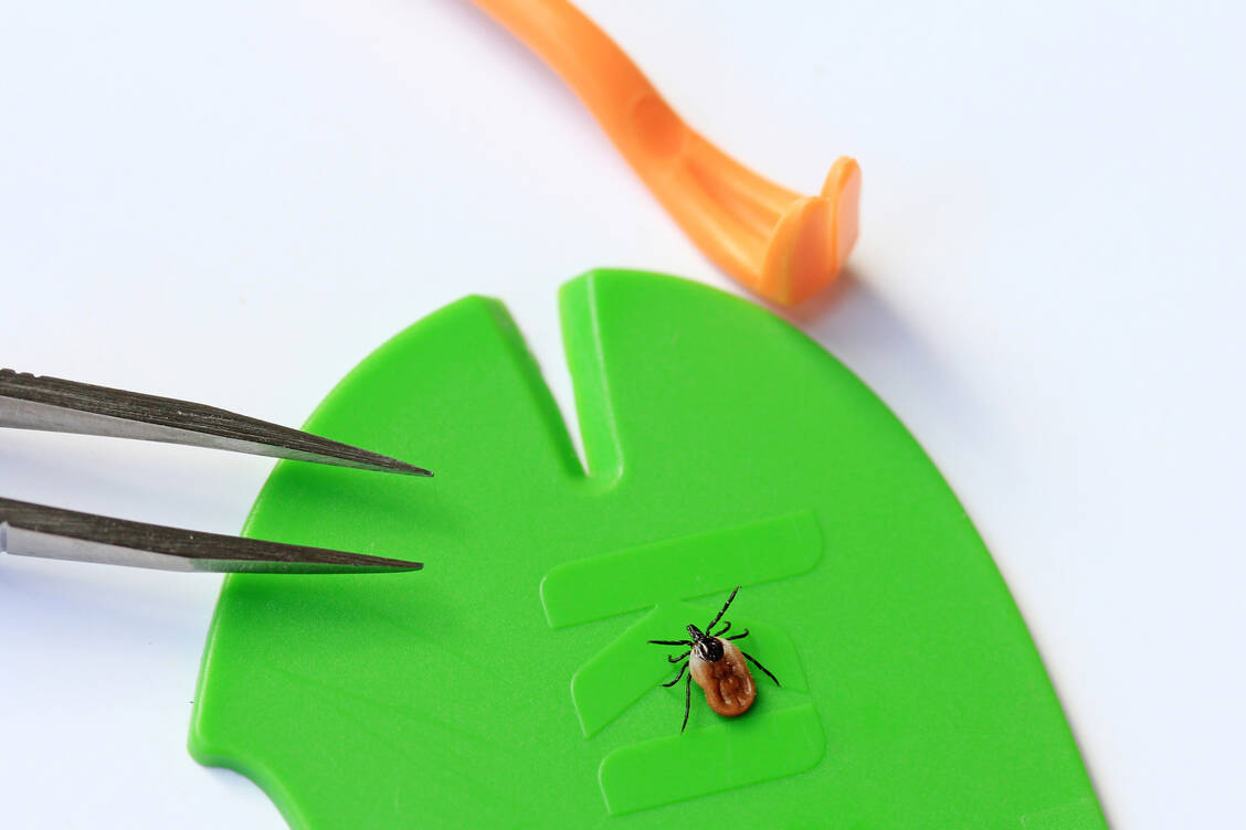 Nach einem Auf­enthalt im Freien sollte der Körper nach Zecken abgesucht werden und diese sofort ent­fernt werden. / © Getty Images/Astrid Gast