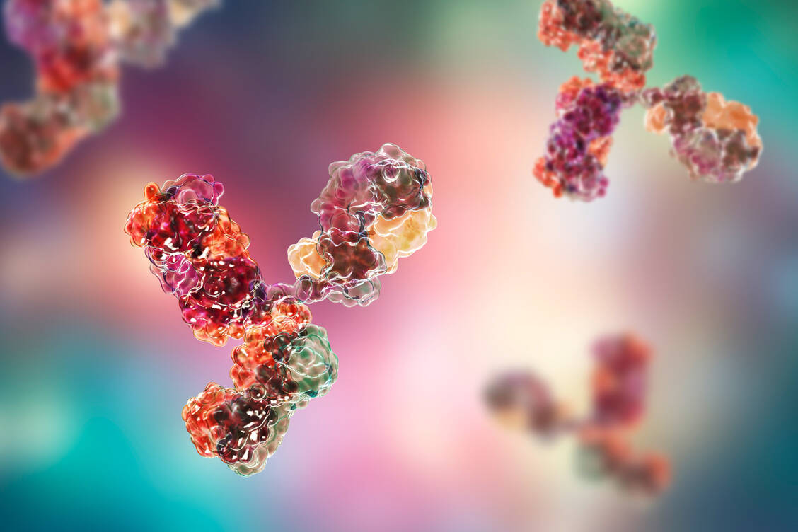 Der monoklonale Antikörper CIS43LS erkennt eine hoch konservierte Region des Circumsporozoit-Proteins des Malariaerregers Plasmodium falciparum.  / Foto: Adobe Stock / Kateryna_Kon