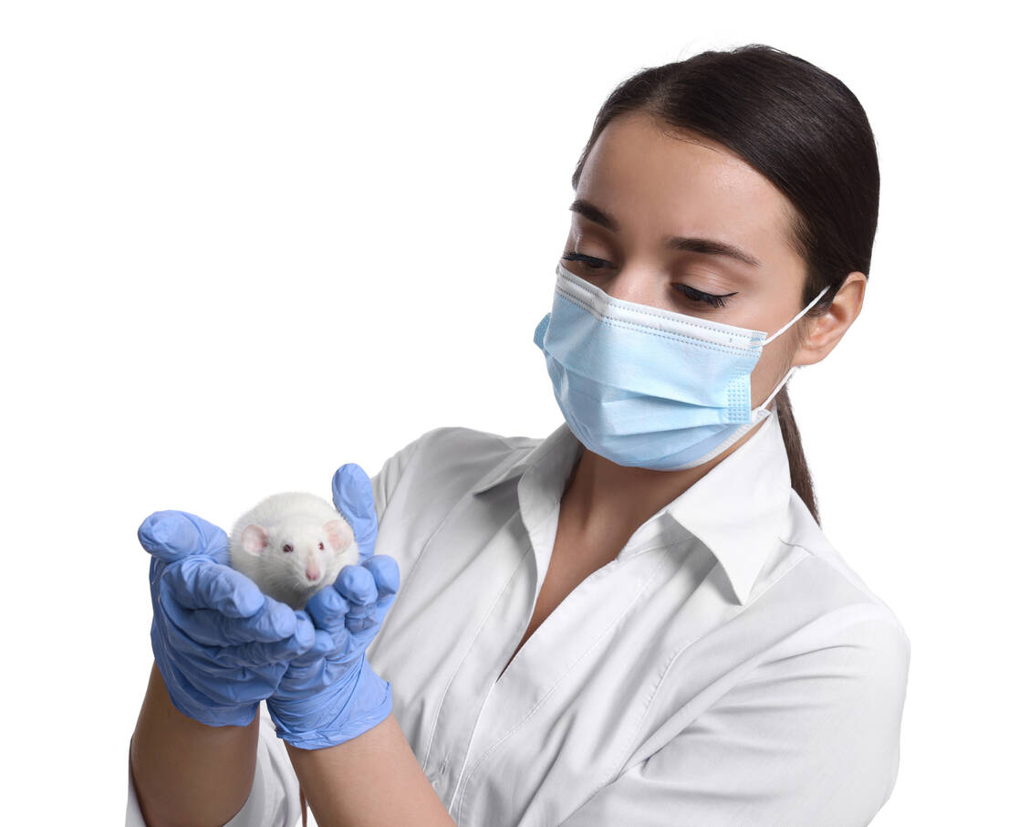 Mäuse und Ratten sind immer noch die am häufigsten eingesetzten Versuchstiere. In Deutschland ist die Zahl der Tierversuche rückläufig. / © Adobe Stock/New Africa