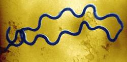 Treponema pallidum, der Erreger  der Syphilis, ist wieder auf dem Vormarsch
<p class="fotonachweis">Foto: dpa</p>