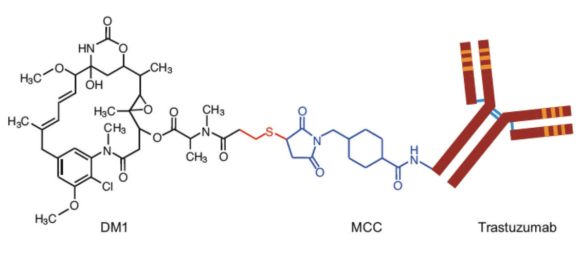 Abbildung 3: Aufbau von Trastuzumab Emtansin: Das Maytansin-Derivat DM1 ist über den Linker MCC amidisch mit ε-Aminogruppen von Lysin-Resten des Antikörpers Trastuzumab verbunden. / © Uni Frankfurt