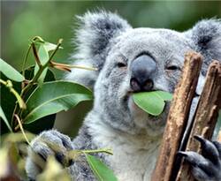 Eukalyptus  schmeckt nicht  nur dem Koala,  sondern nützt auch Patienten mit Atemwegs­erkrankungen.
<p class="fotonachweis">Foto: Fotolia/ manonvanos</p>