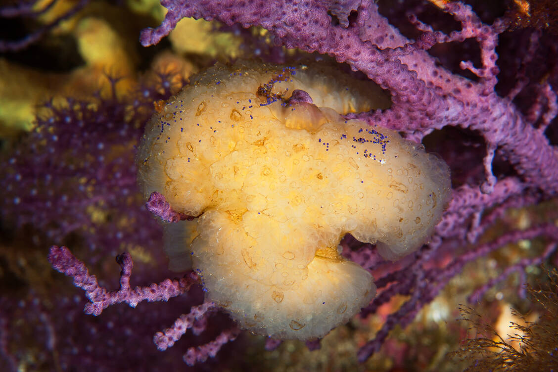 Verbindungen der Seescheide Ecteinascidia turbinata dienten als Vorlage für die Wirkstoffe der Präparate Yondelis und Zepzelca. / © Pharmamar