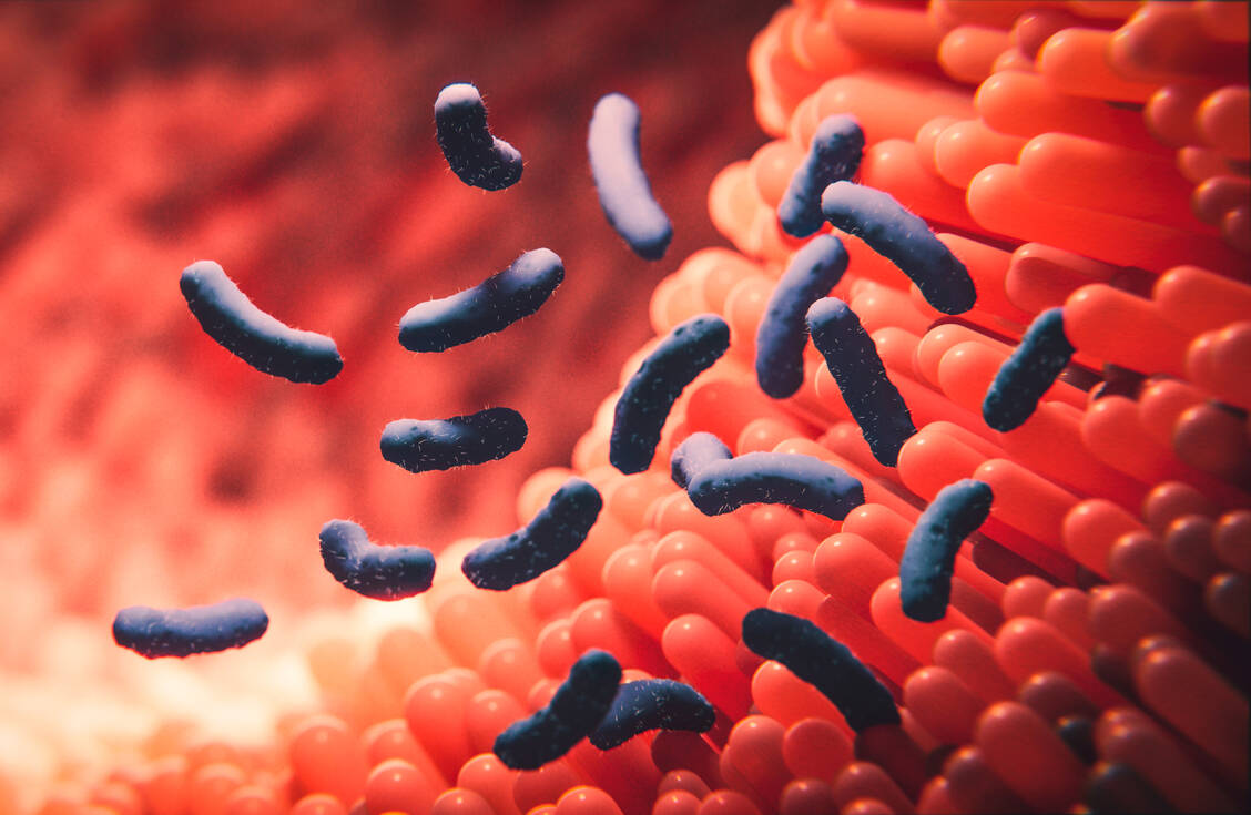 Ein Peptid des Darmbakteriums Parabacteroides distasonis ähnelt einem wichtigen Insulin-Epitop – dies könnte ein Auslöser für die Autoimmunreaktion gegen Insulin sein, die am Beginn eines Typ-1-Diabetes steht. / Foto: Adobe Stock/skd