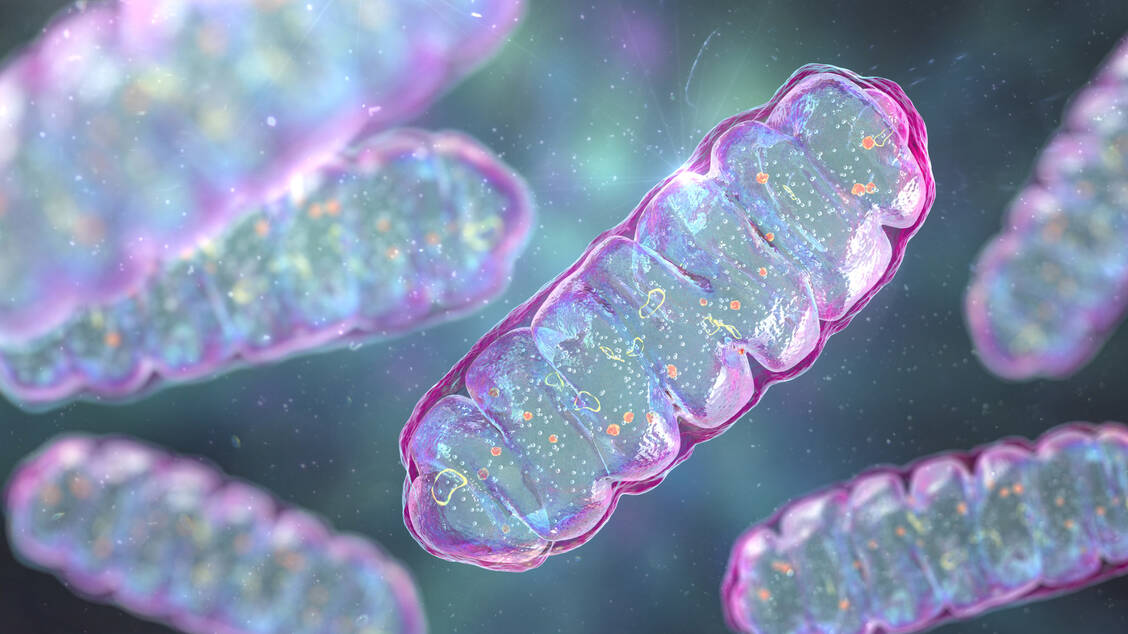 Mitochondrien sind die sogenannten Kraftwerke der Zellen, an denen die Energiespeicherform ATP produziert wird. Hyperphosphoryliertes Tau-Protein scheint einer aktuellen Studie zufolge diesen Prozess zu stören.  / © Getty Images/Dr_Microbe