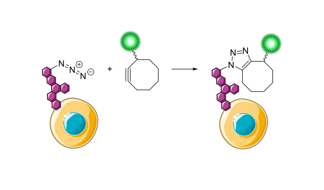 Abbildung 3: Die von Bertozzi entwickelte kupferfreie Azid-Alkin-Cycloaddition ist bioorthogonal, das heißt Biomoleküle zeigen keine Interaktion mit den Reaktionsteilnehmern und die Reaktion ist selbst in lebendigen Organismen durchführbar. / Foto: Grafik: Mario Wurglics