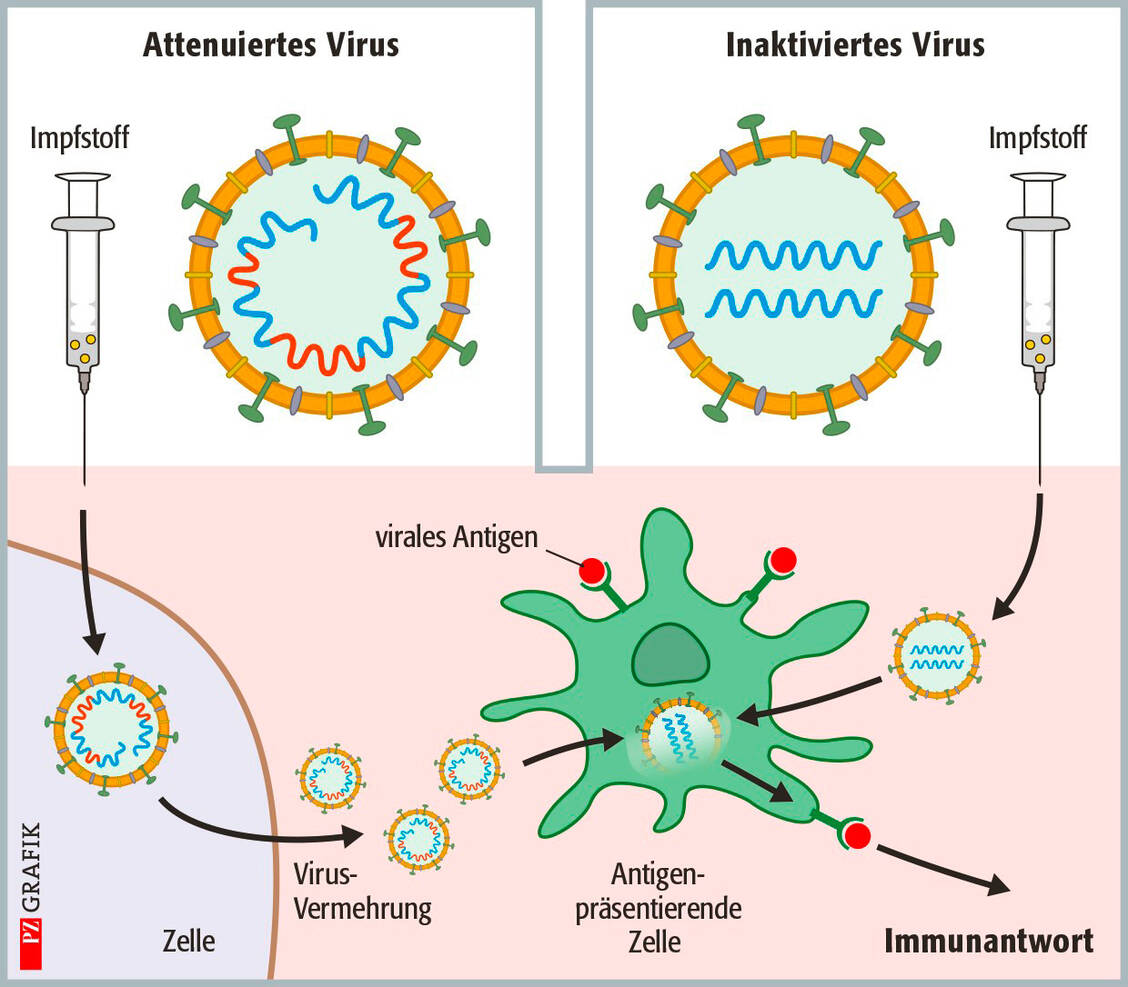 Die Prinzipien der Ganzvirus-Impfstoffe: Bei den attenuierten Lebendimpfstoffen stellen genmodifizierte lebende SARS-Coronaviren-2 das Impfantigen dar. Diese wurden genetisch so modifiziert, dass sie sich nur noch schlecht im Körper des Geimpften vermehren können und somit keine Krankheitssymptome mehr auslösen. Bei inaktivierten Virusimpfstoffen sind chemikalisch oder physikalisch inaktivierte, aber nicht zerstörte Viren im Impfstoff enthalten. In beiden Fällen werden die Viren im Körper des Geimpften von Antigen-präsentierenden Zellen aufgenommen, fragmentiert und Teile davon (Antigene) anderen Zellen des Immunsystems präsentiert. Das führt schließlich zu der gewünschten Immunantwort.  / Foto: Stephan Spitzer
