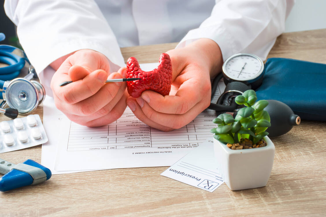 Die Schilddrüse ist im gesunden Zustand nicht besonders groß, reguliert aber zahlreiche lebenswichtige Körperfunktionen. Gerät sie aus dem Gleichgewicht, wird häufig das Hormon Levothyroxin substituiert. / Foto: Getty Images/Shidlovski