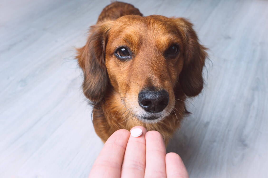 Versanderlaubnis geplant: Braucht der Hund ein Medikament, das der Tierarzt derzeit nicht vorrätig hat, so soll der Arzt dies dem Hundehalter künftig auch zusenden dürfen. Derzeit ist dies noch nicht möglich. / Foto: Getty Images/Daria Kulkova