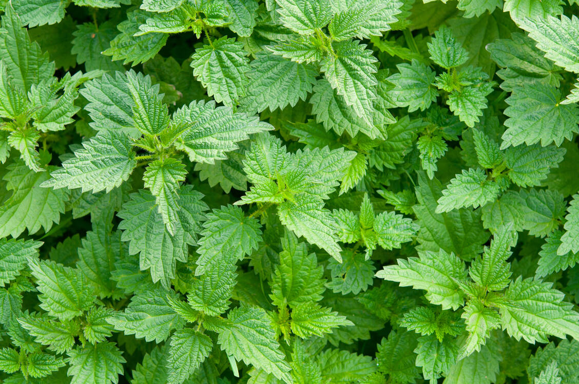 Brennnessel Urtica  (Familie Urticaceae) / Foto: Adobe Stock/Andreas Mücke