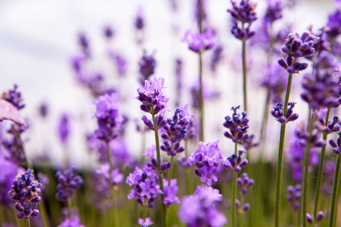 Der Echte Lavendel (Lavandula angustifolia) ist die Arzneipflanze des Jahres 2020. / Foto: Shutterstock/Boumen Japet