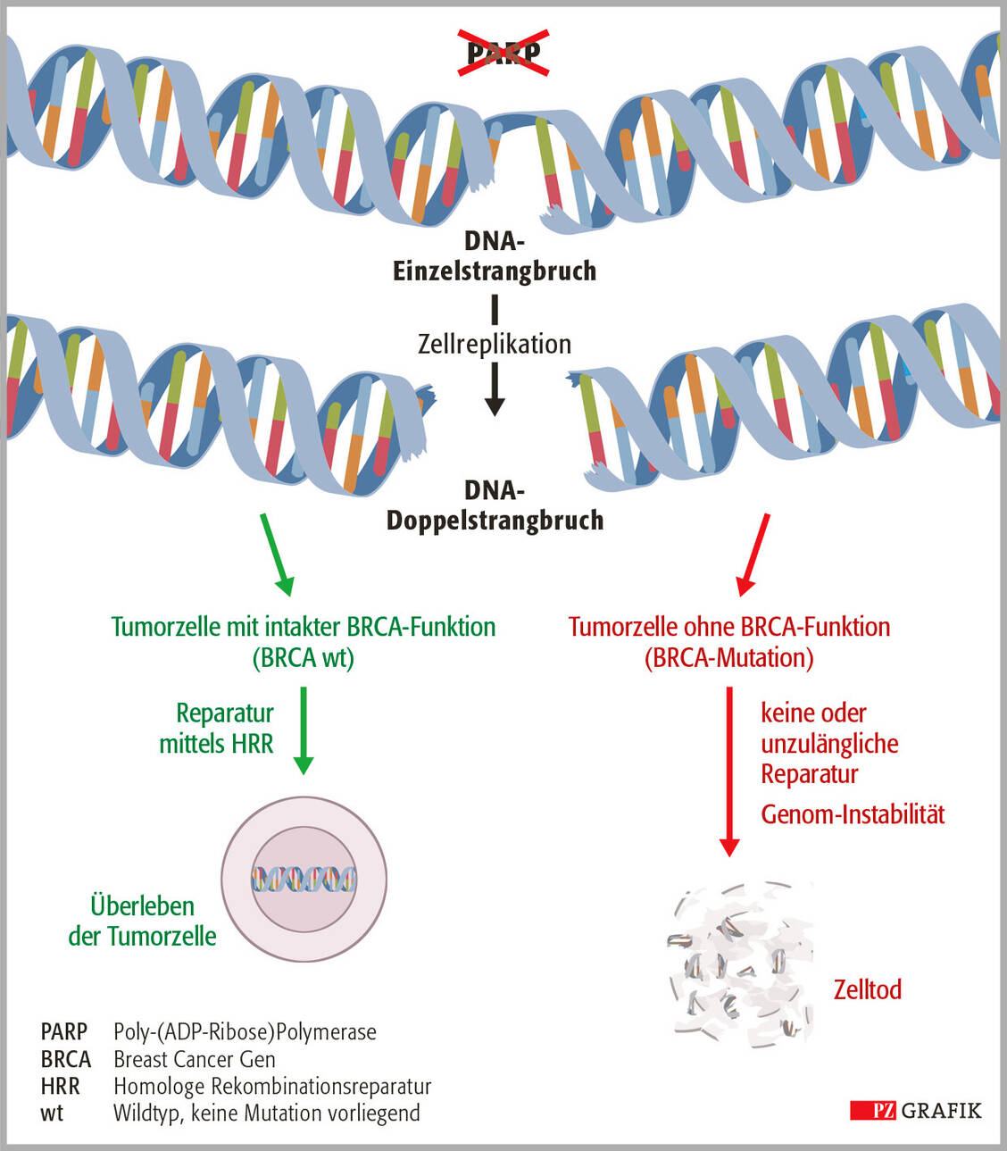 Grafik: Wirkmechanismus von PARP-Inhibitoren. Bei DNA-Schäden, zum Beispiel induziert durch Carboplatin, werden PARP1 und PARP2 aktiviert und tragen zur DNA-Reparatur bei – ebenso wie funktionierende BRCA1/2-Gene. PARP-Enzyme reparieren Einzelstrangbrüche. Bei einer pharmakologischen Hemmung durch PARP-Inhibitoren entstehen aus den Einzelstrang- bei der Zellteilung Doppelstrangbrüche. Diese können durch intakte BRCA-Enzyme über homologe Rekombination repariert werden. In Tumorzellen mit BRCA1/2-Mutation können DNA-Doppelstrangbrüche nicht mehr ausgeglichen werden: Die Zelle stirbt durch Apoptose ab. / Foto: PZ/Stephan Spitzer