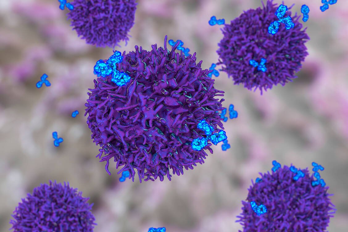 B-Lymphozyten bilden Antikörper und sind deshalb ein wichtiger Bestandteil des angepassten Immunsystems. / Foto: Getty Images/Kateryna Kon/Science Photo Library