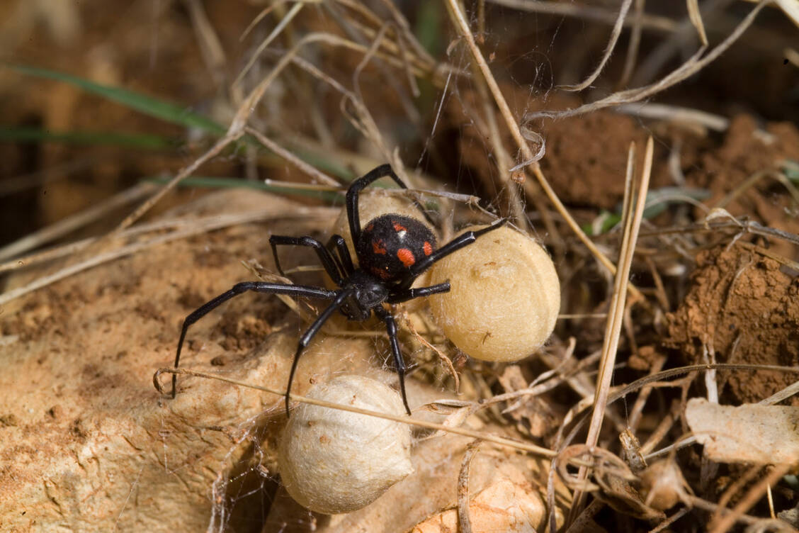 Die Europäische Schwarze Witwe lebt zum Beispiel im Mittelmeerraum. Bei einem Biss injiziert das Tier seinem Opfer ein Gemisch von Giften. Eines davon, α-Latrotoxin, ist auch für den Menschen gefährlich. / Foto: Adobe Stock/antasfoto