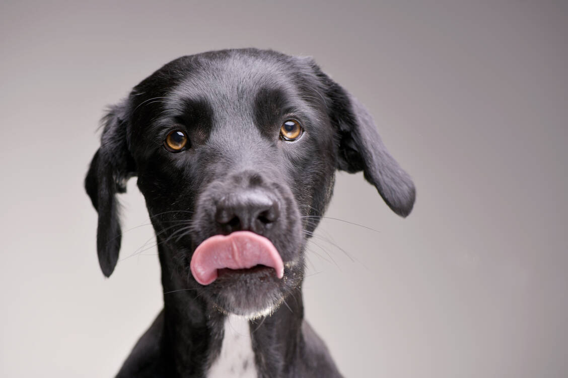 Foto: Adobe Stock/kisscsanad