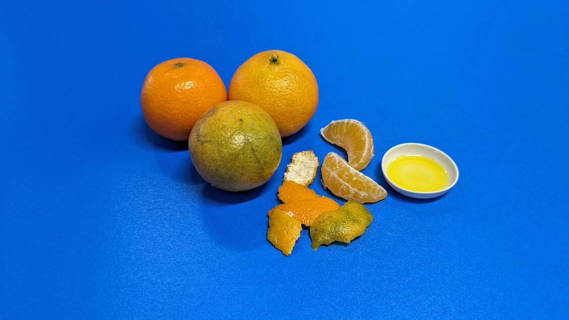 Mandarinenschalen-Öl wird aus der gesamten Mandarine gewonnen. Verschiedene Reifegrade entscheiden über die Farbe des ätherischen Öls. / © DAC/NRF