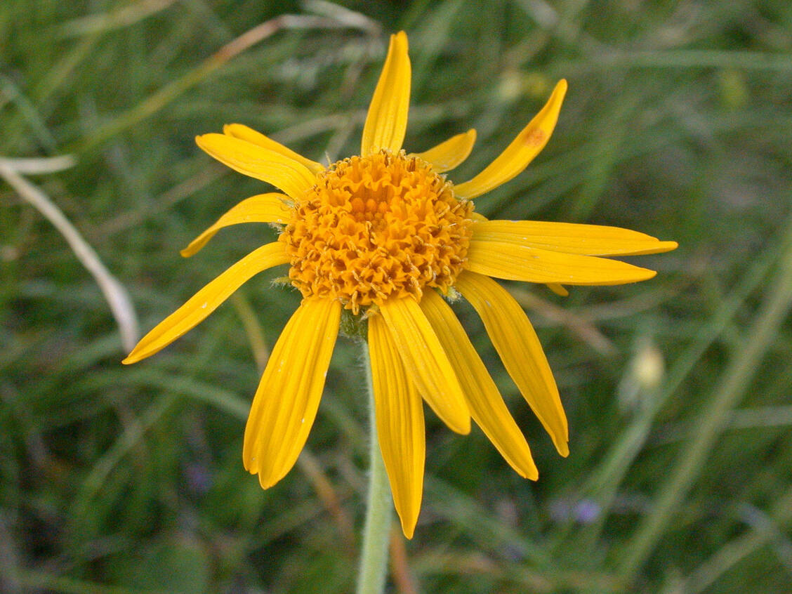 Zubereitungen der Stammpflanze Arnica montana L. können unter anderem bei lokalen Muskelschmerzen angewendet werden. / Foto: Thomas Schöpke