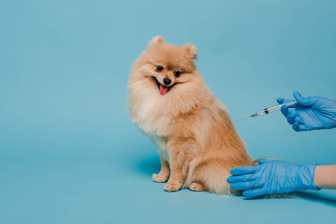Die Abneigung gegen Impfstoffe greift auch auf die Tiermedizin über. Menschen haben zunehmend Bedenken, ihre Haustiere impfen zu lassen. / © Adobe Stock/LIGHTFIELD STUDIOS