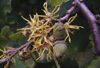 Die gelben Blüten von  Hamamelis virginiana sind  zwar sehr dekorativ, doch  medizinisch werden die  Blätter und die Rinde der  Zaubernuss verwendet.
<p class="fotonachweis">Foto: Thomas Schöpke</p>