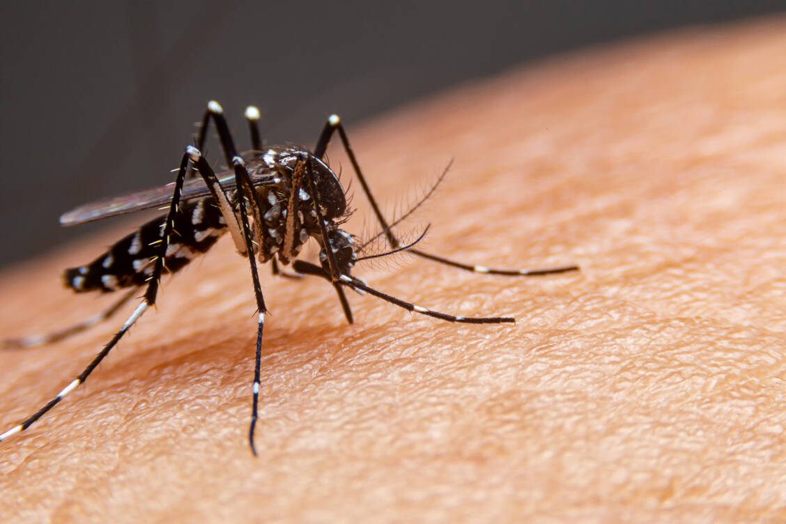 Neue Dengue Fälle Frankreich Italien Zittern Können Sie Sich Noch Retten - yjizbhi