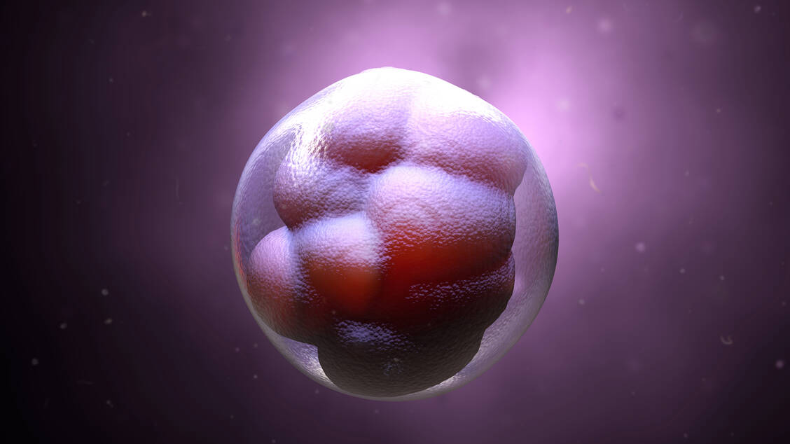 Über die molekularen Mechanismen der frühen Embryonalentwicklung ist das Wissen momentan noch sehr lückenhaft. / Foto: Adobe Stock/Design Cells