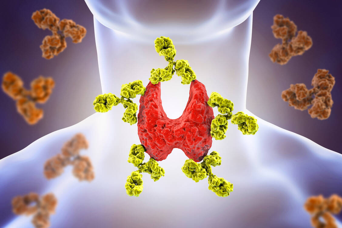 TSH-Rezeptor-Antikörper treten spezifisch bei der Autoimmunerkrankung Morbus Basedow auf. / Foto: Adobe Stock/Dr_Microbe