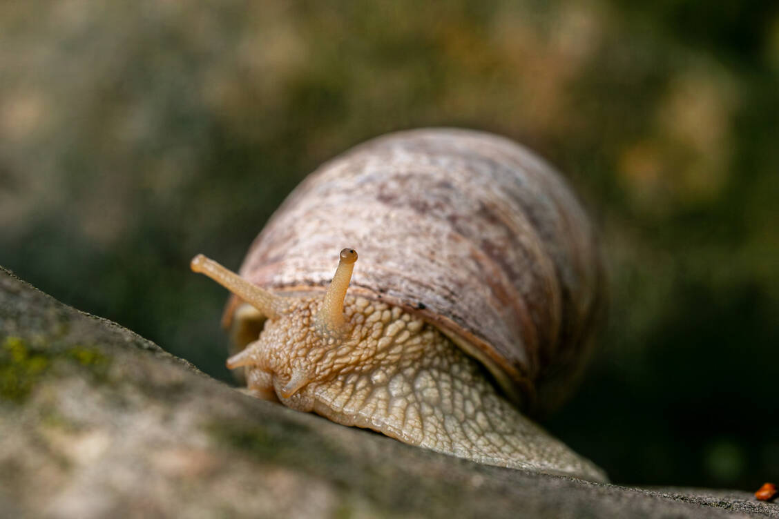 Schnecken sind durch ihre Musterung vor Fressfeinden gut getarnt – manche passen sich sogar der Färbung des Untergrunds bei Nässe an. / © Getty Images/Robert Heemskerk