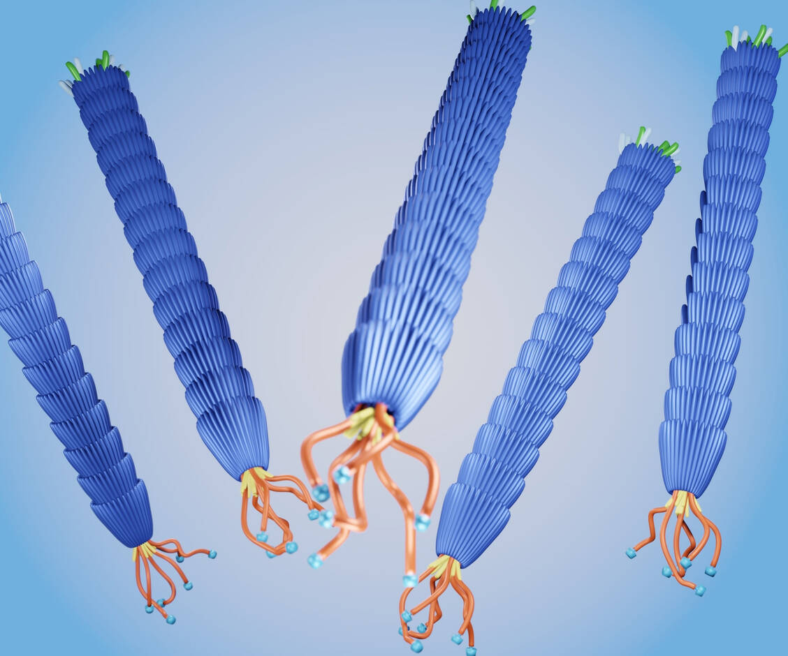 Bakteriophagen wie die abgebildeten M13-Phagen sind wichtige Helfer bei der Suche nach neuen Peptidarzneistoffen. / Foto: Shutterstock/Love Employee