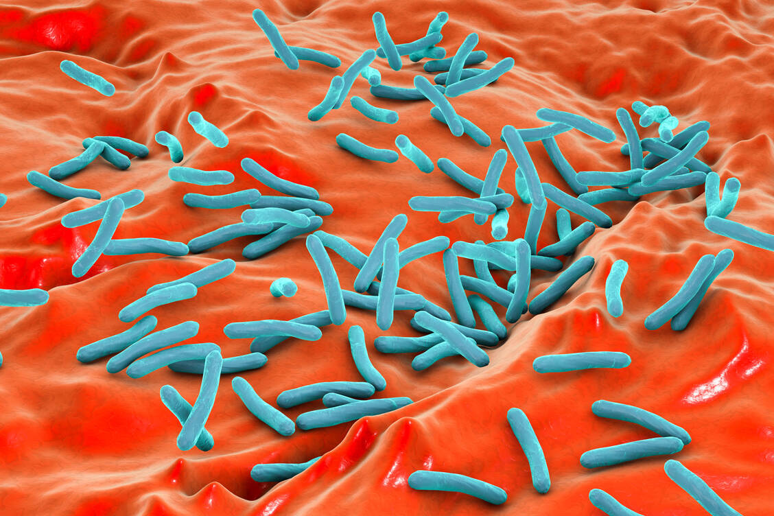Erreger der Tuberkulose sind stäbchenförmige Bakterien der Familie Mycobacteriaceae. / Foto: Getty Images/Science Photo Library
