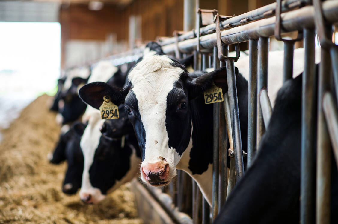 Auch die in Deutschland kursierende Variante des Vogelgrippe-Virus H5N1 kann Kühe infizieren. / Foto: Getty Images/Bloomberg Finance LP