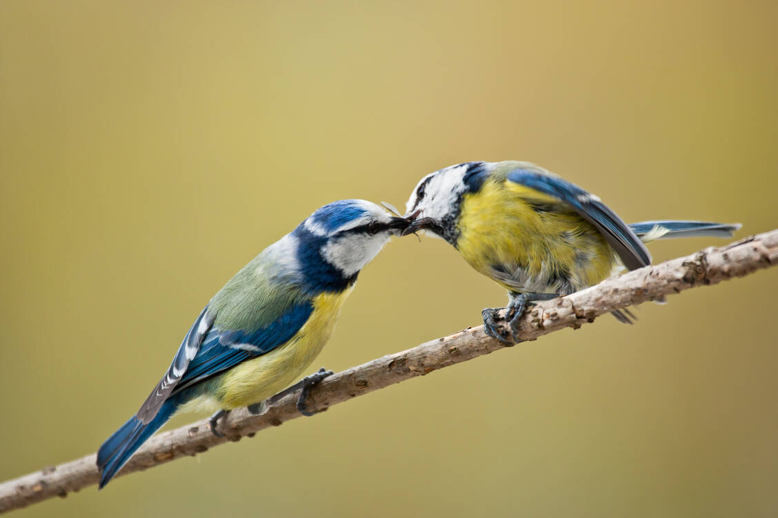 Mücken sind ein willkommenes Fressen für viele Vögel. Sie können jedoch selbst gestochen werden und mit dem West-Nil-Virus infiziert werden. / Foto: Adobe Stock/Stefan Kern