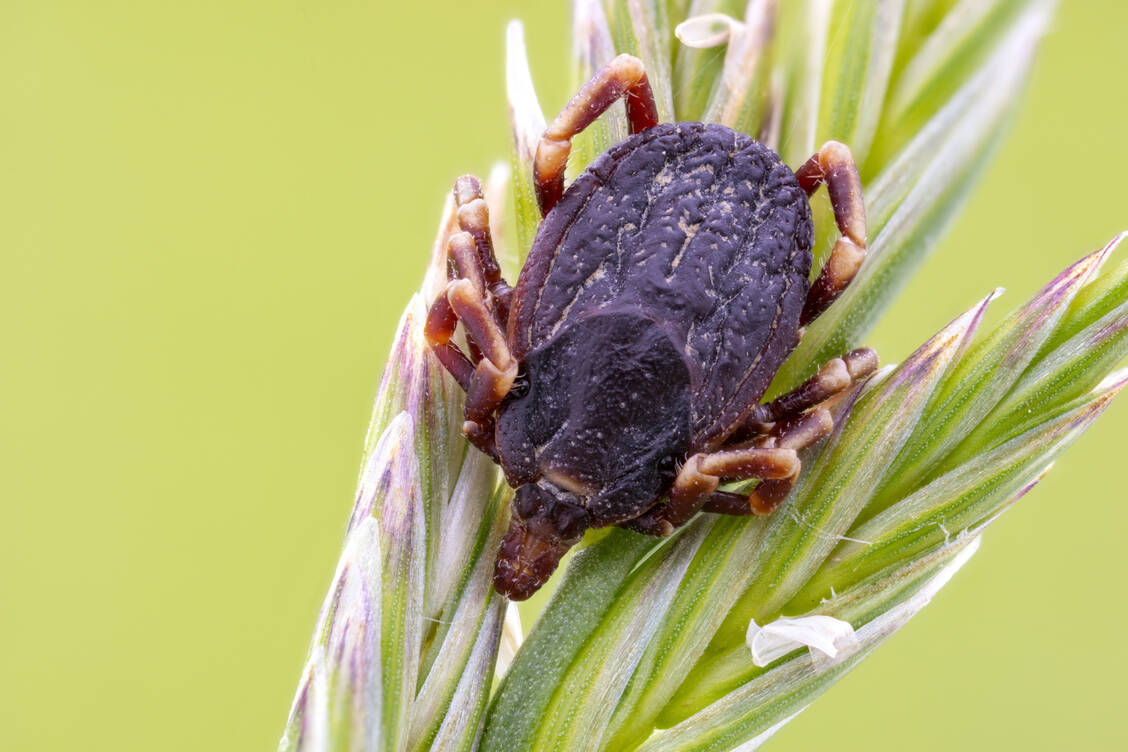 Hyalomma-Zecken sind mit bis zu zwei Zentimetern deutlich größer als der Gemeine Holzbock, die hierzulande häufigste Zeckenart. / Foto: Adobe Stock/deZiGN