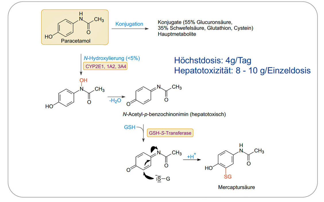 Metabolismus von Paracetamol / © Uni Frankfurt/Steinhilber