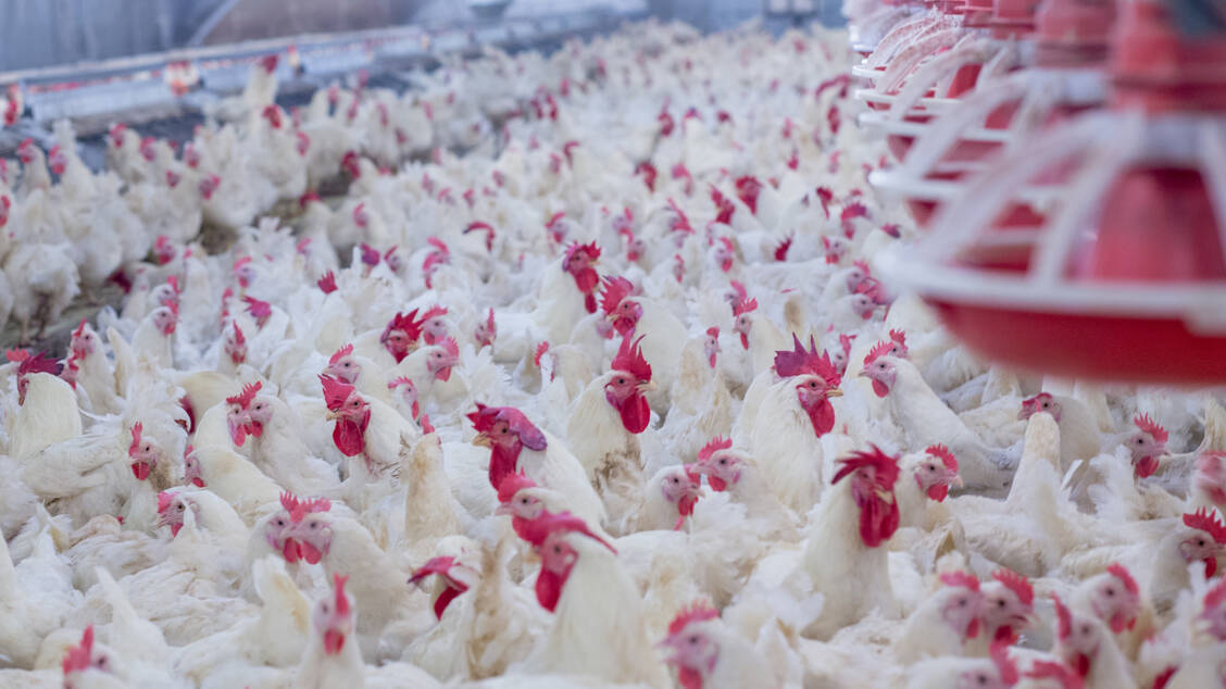 Auf einer russischen Hühnerfarm in der Nähe von Wolgograd hat sich die Vogelgrippe vom Subtyp H5N8 ausgebreitet. Sieben dort arbeitende Personen hatten sich mit dem Virus angesteckt. / Foto: Adobe Stock/chayakorn lotongkum