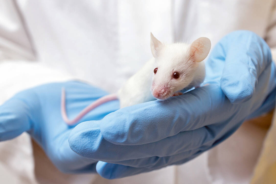 Die positiven Effekte der CAR-T-Zelltherapie bei Lupus erythematodes wurden bislang erst im Tierversuch gezeigt. / Foto: Fotolia/Sobotta