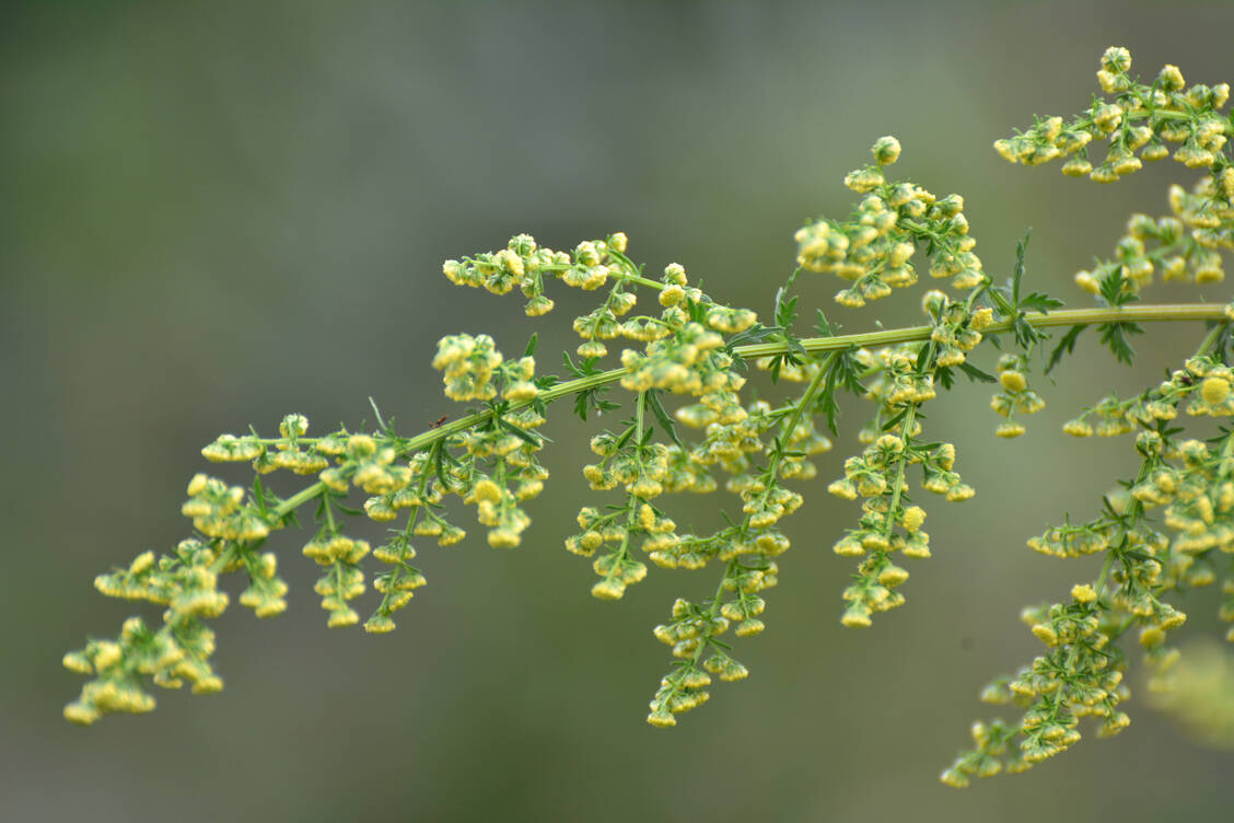 Aus dem einjährigen Beifuß (Artemisia annua) stammt Artemisinin. Der Naturstoff ist bei Malaria wirksam und einer aktuellen kleinen Studie zufolge auch bei polyzystischem Ovarsyndrom. / Foto: Adobe Stock/orestligetka