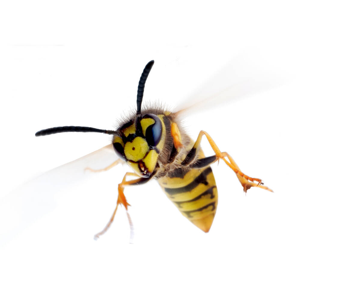 Bislang sind in diesem Jahr weniger angriffslustige Wespen unterwegs als im Vorjahr. / Foto: Shutterstock/Triff